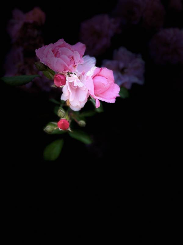 粉花绽放夜色中