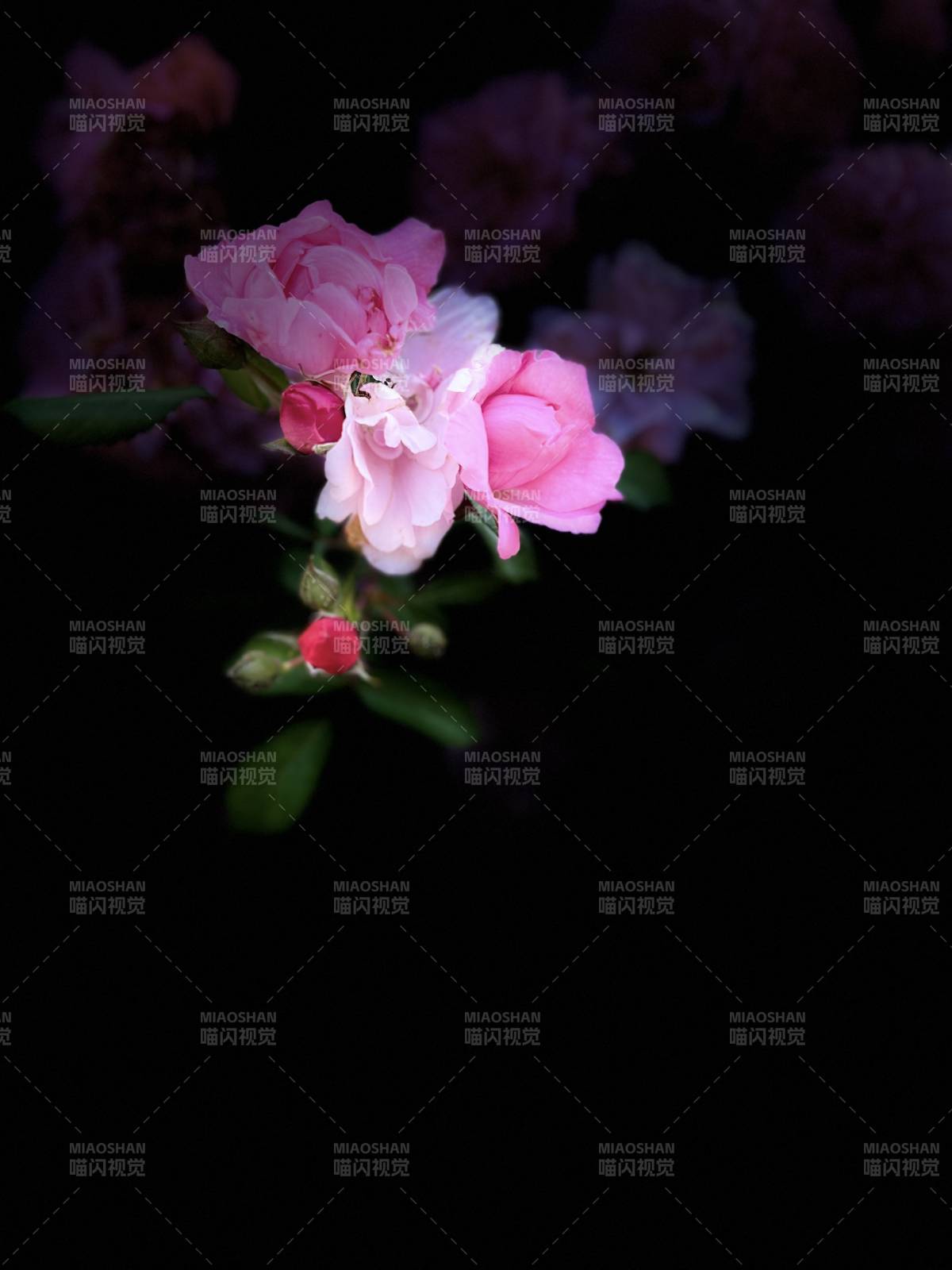 粉花绽放夜色中