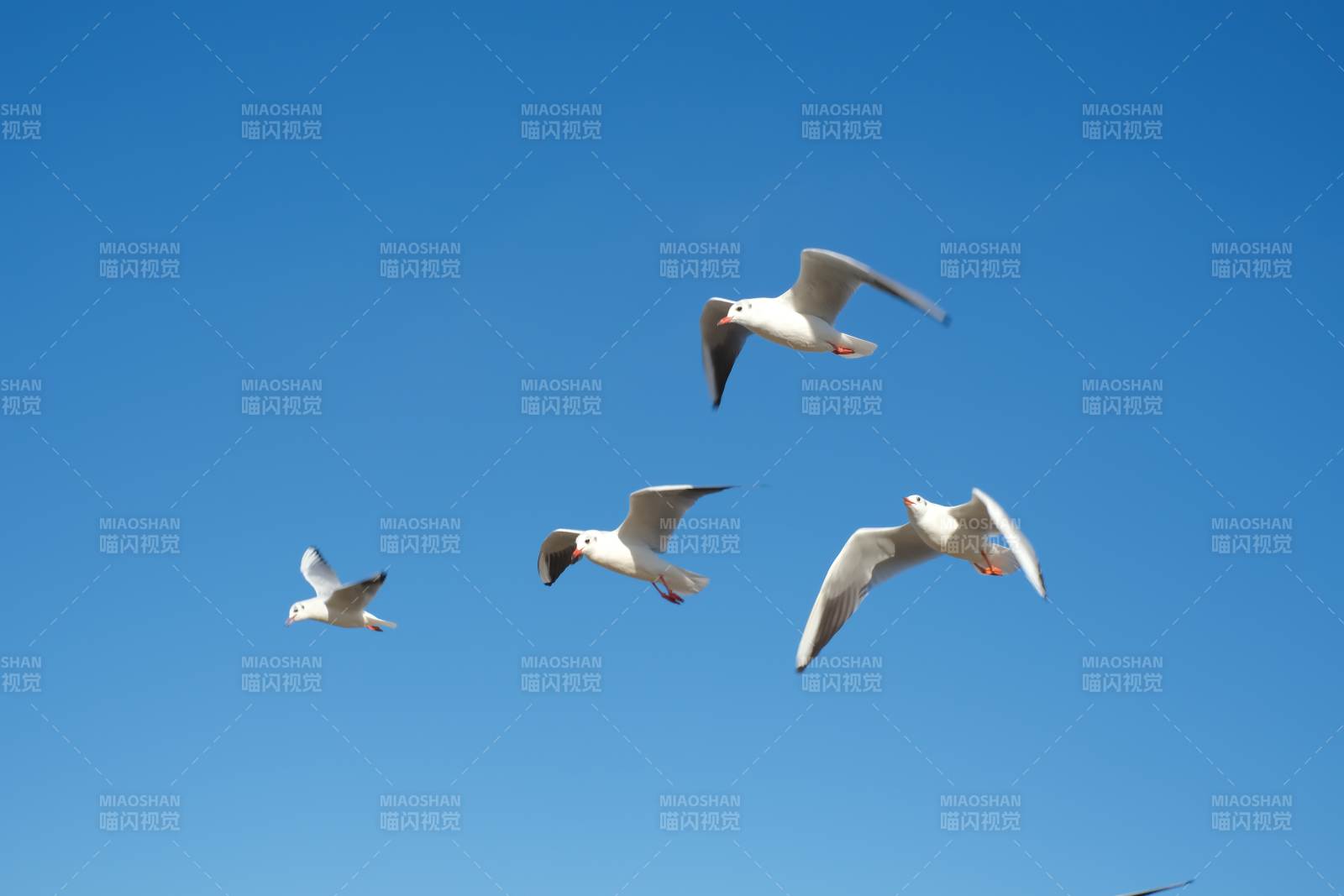 蓝天下的飞翔海鸥