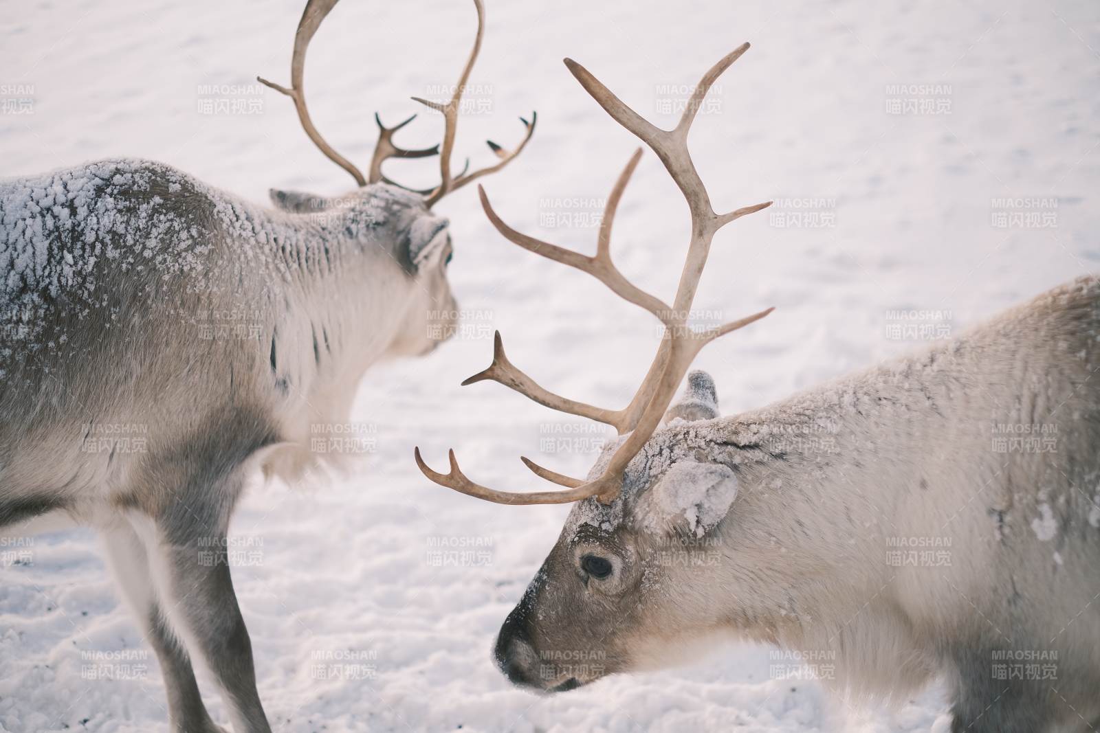 雪原上的驯鹿对决