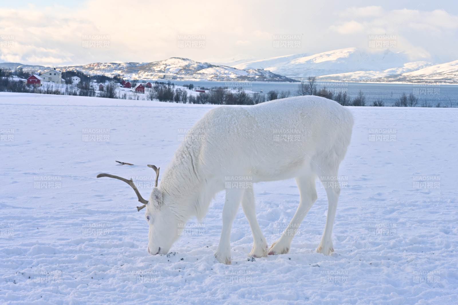 雪原上的馴鹿