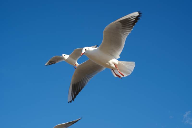 海鸥翱翔蓝天