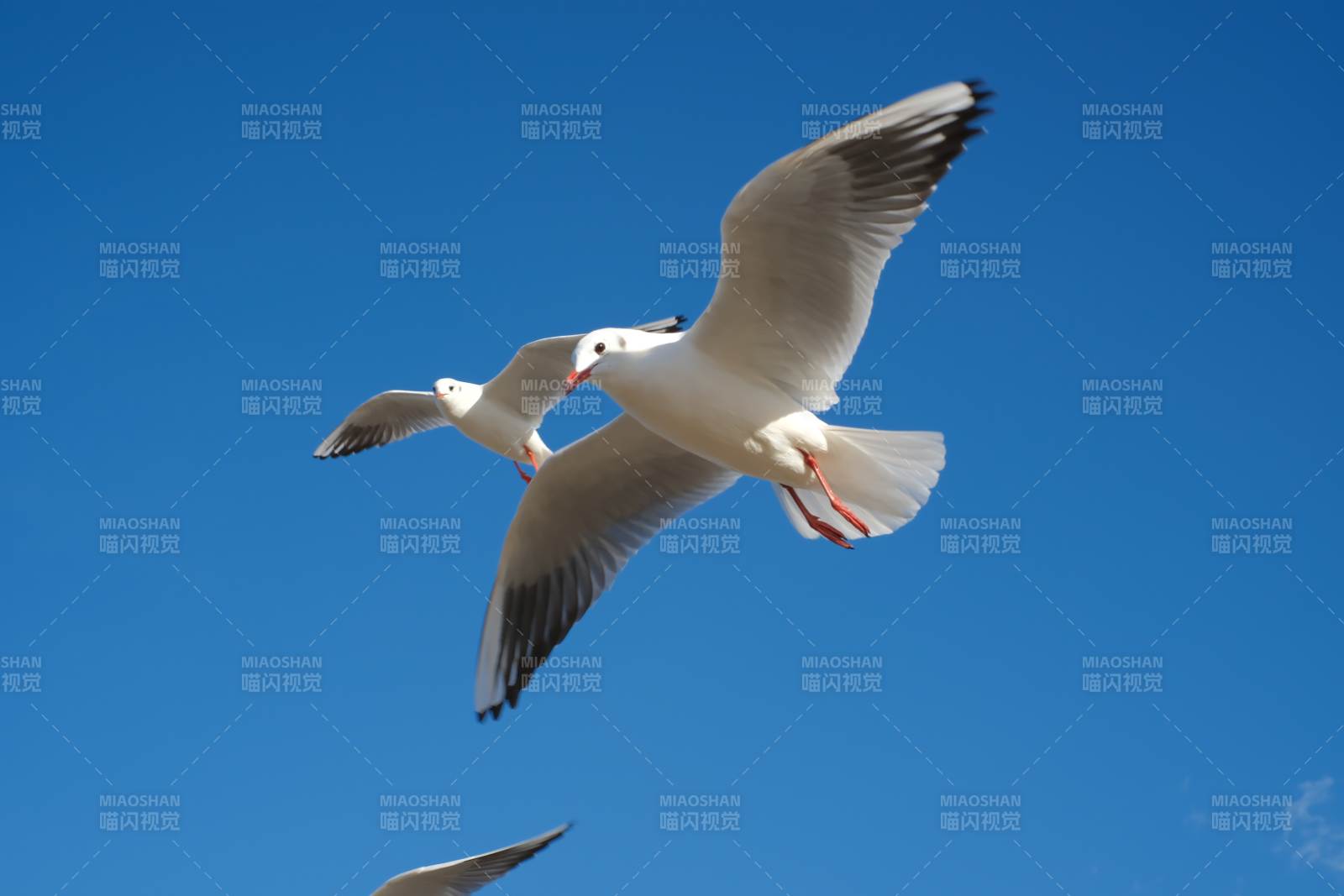 海鸥翱翔蓝天