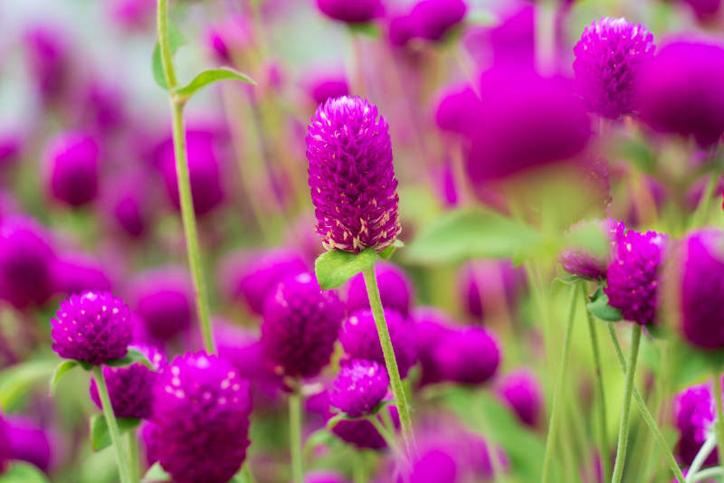 千日红花丛园艺绽放 生机盎然