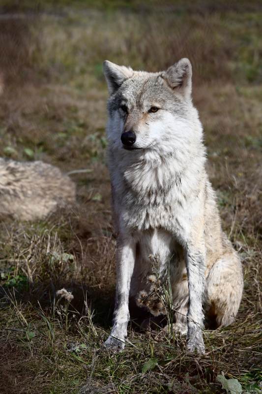 草原上的灰狼靜坐