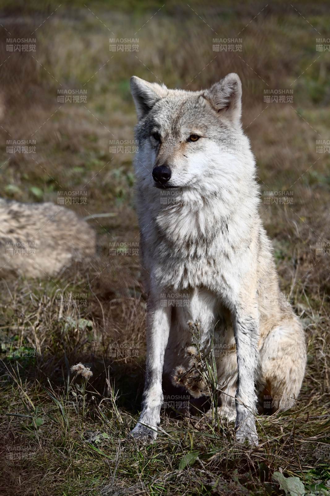 草原上的灰狼靜坐