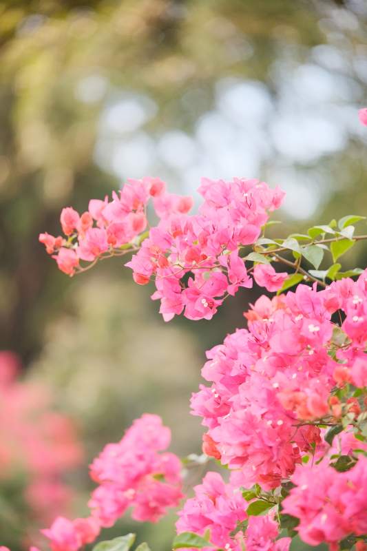 粉紅花枝迎風舞