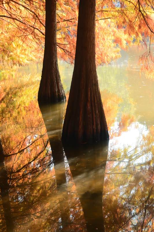秋天南京燕雀湖的落羽杉與倒影
