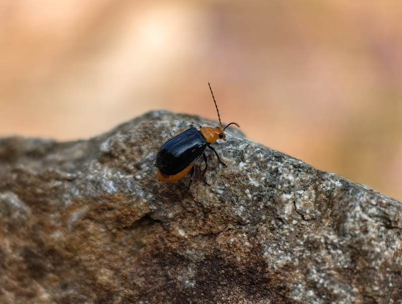 橙黑甲虫栖岩上