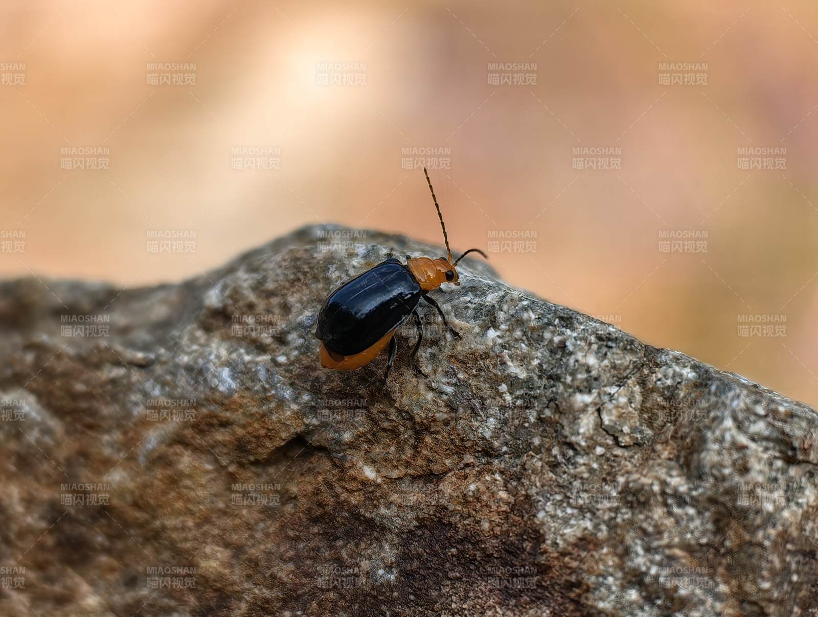 橙黑甲虫栖岩上