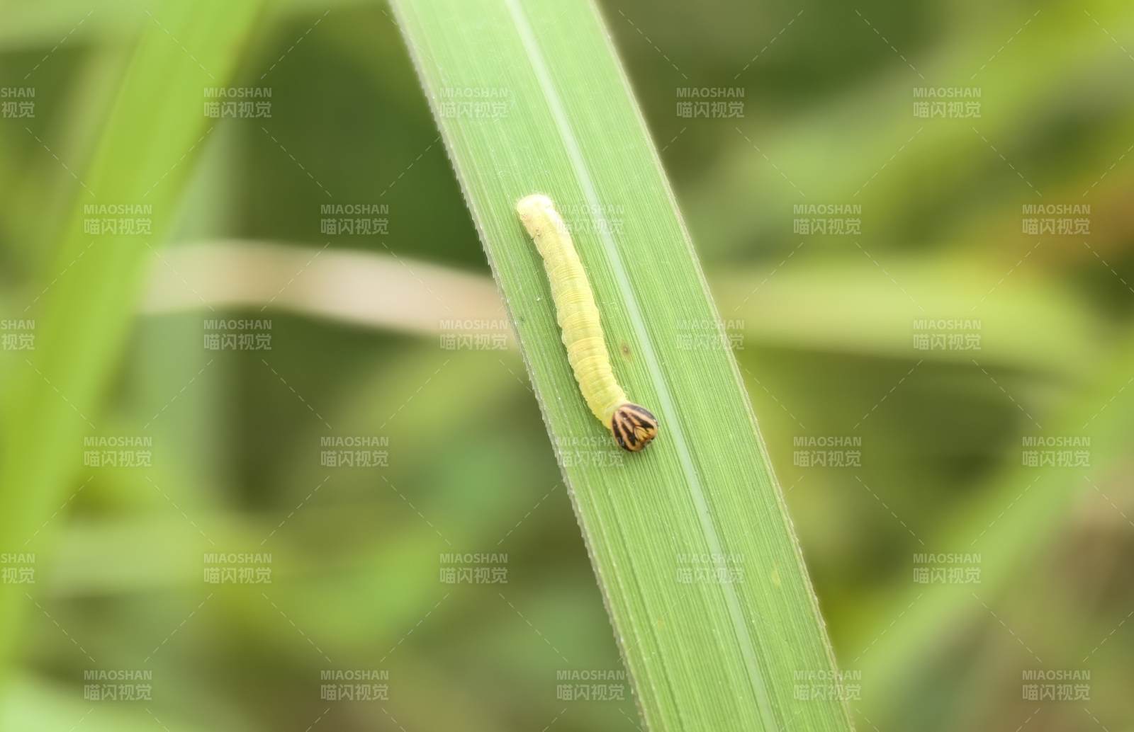 绿叶上的小毛毛虫