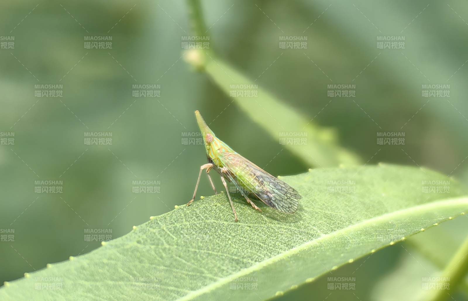 绿叶上的小昆虫