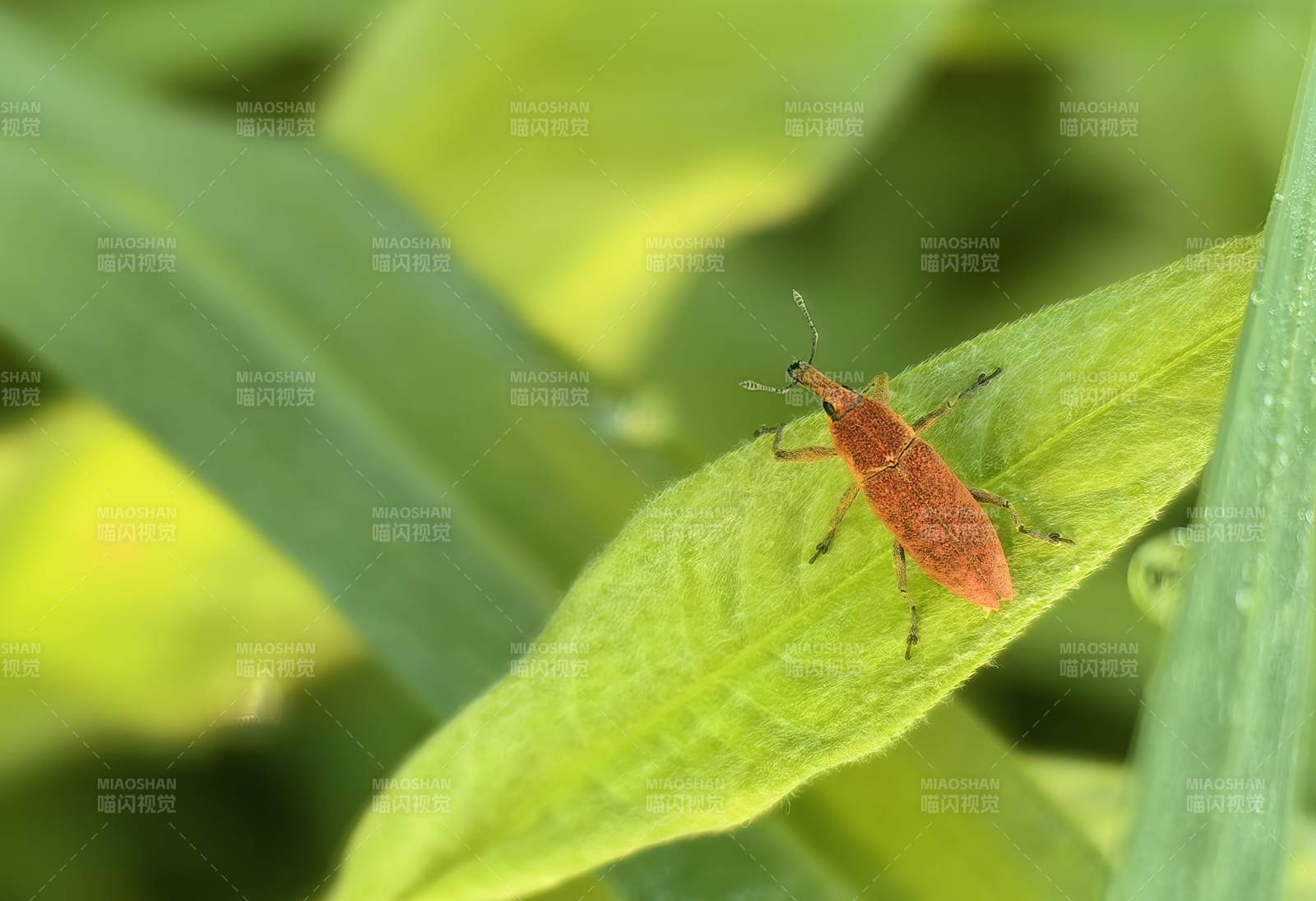 红蝽栖叶