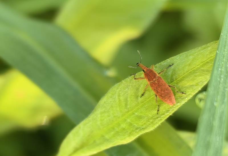 红蝽栖叶