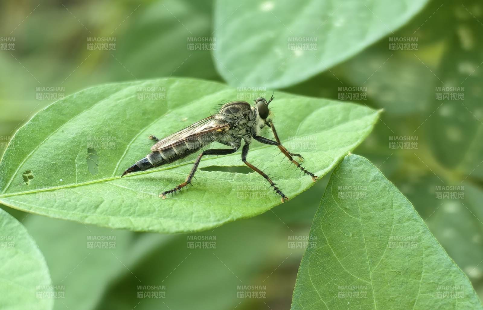 绿叶上的食虫虻