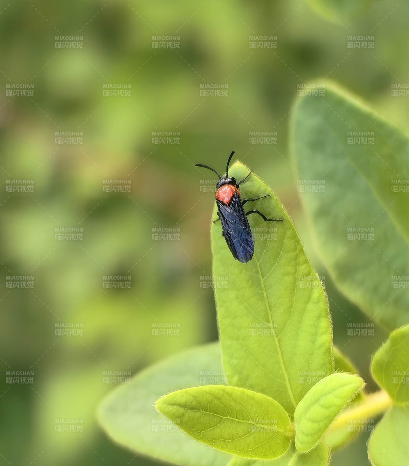 红头黑蜂栖叶上
