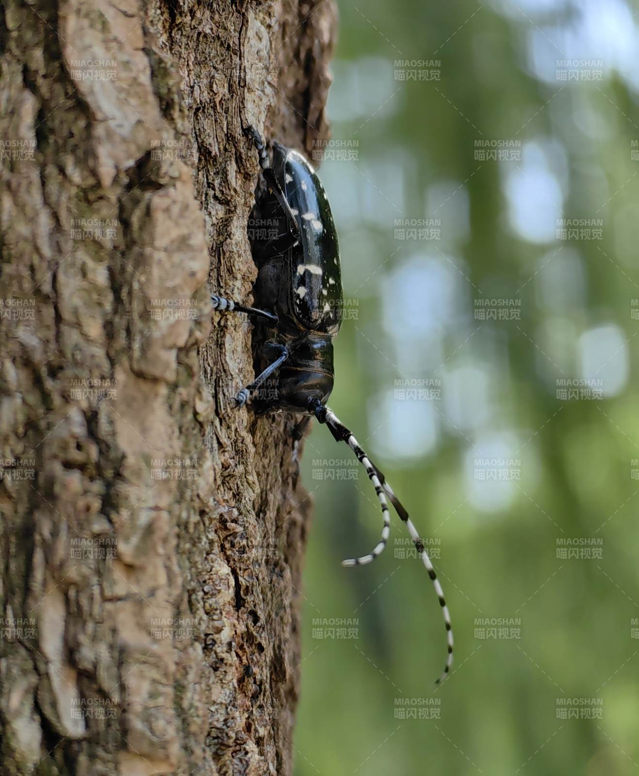 树干上的天牛