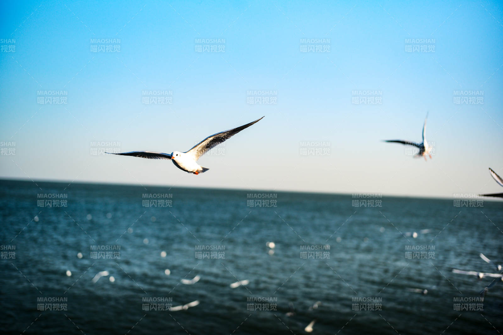 海鸥翱翔碧海蓝天
