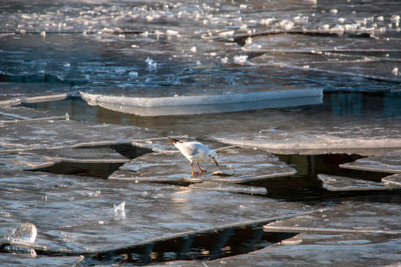 冰上觅食的海鸥