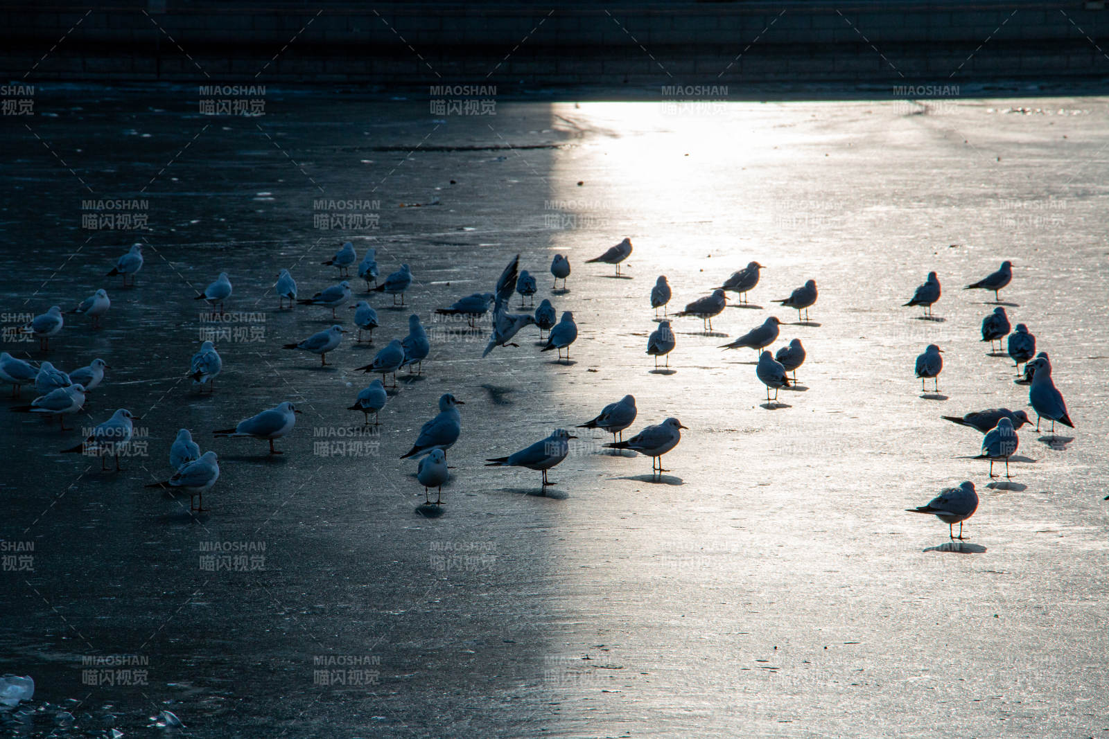 天津海河晨光中的海鸥群