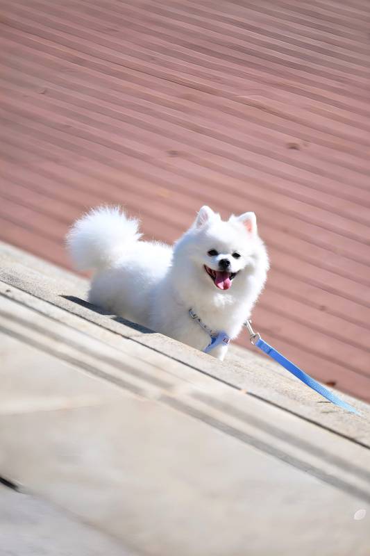 萌犬欢笑迎春光