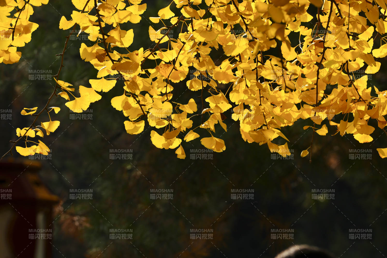 金叶飘香秋意浓