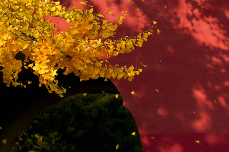 秋葉飄落紅墻前