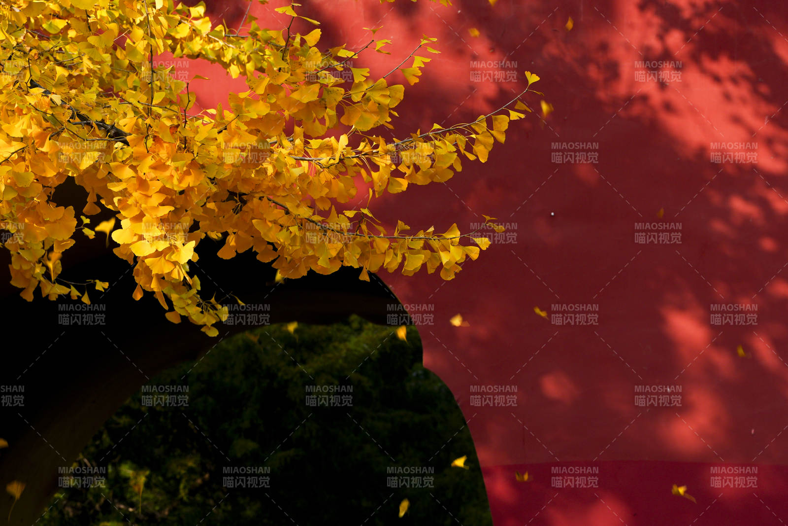 秋葉飄落紅墻前