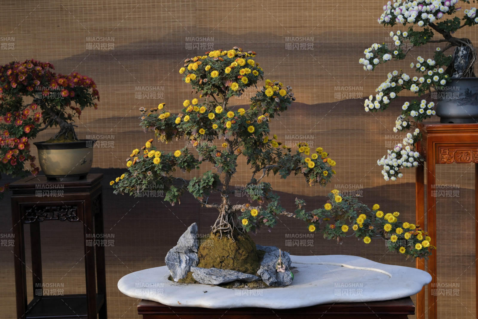 菊花盆景雅致綻放