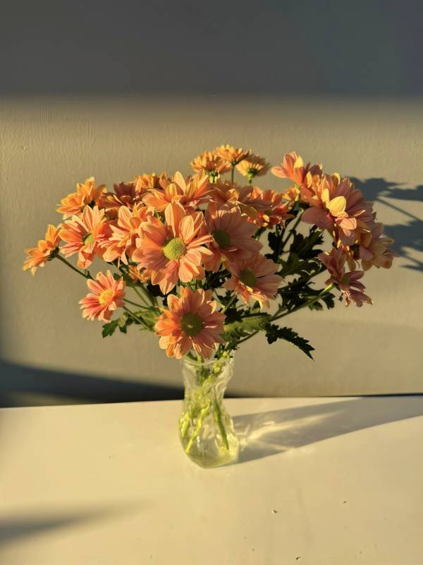 橙色菊花静谧绽放