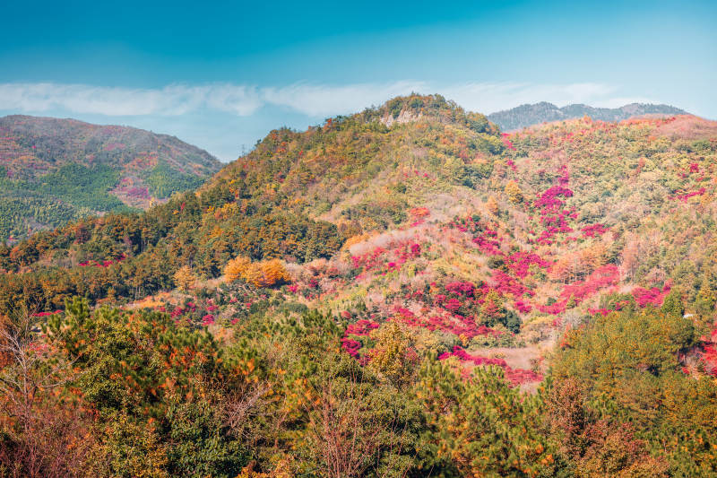 秋山彩林  宁波