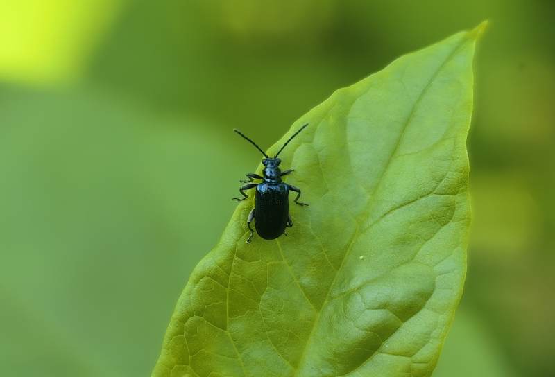 绿叶上的黑甲虫