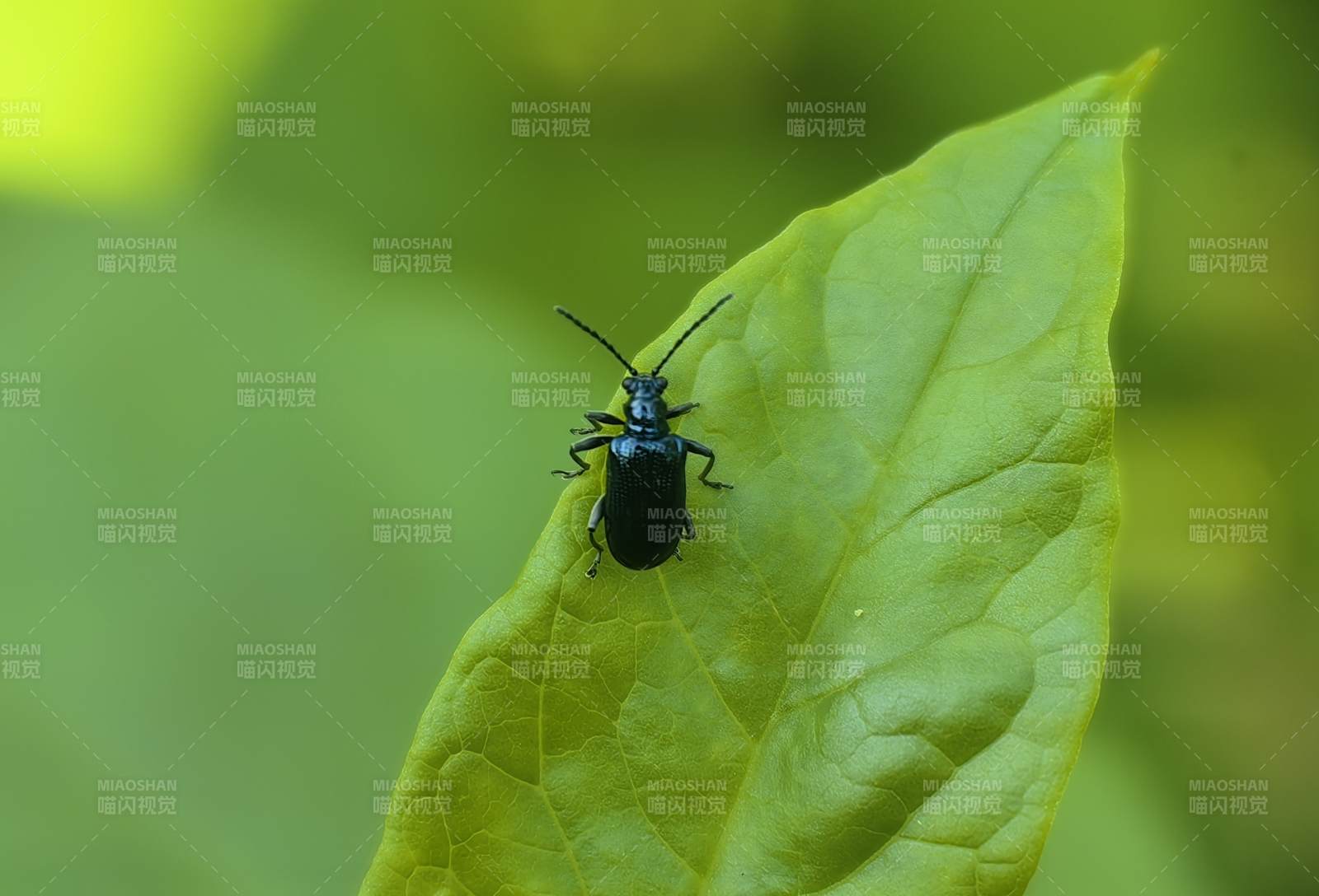 绿叶上的黑甲虫