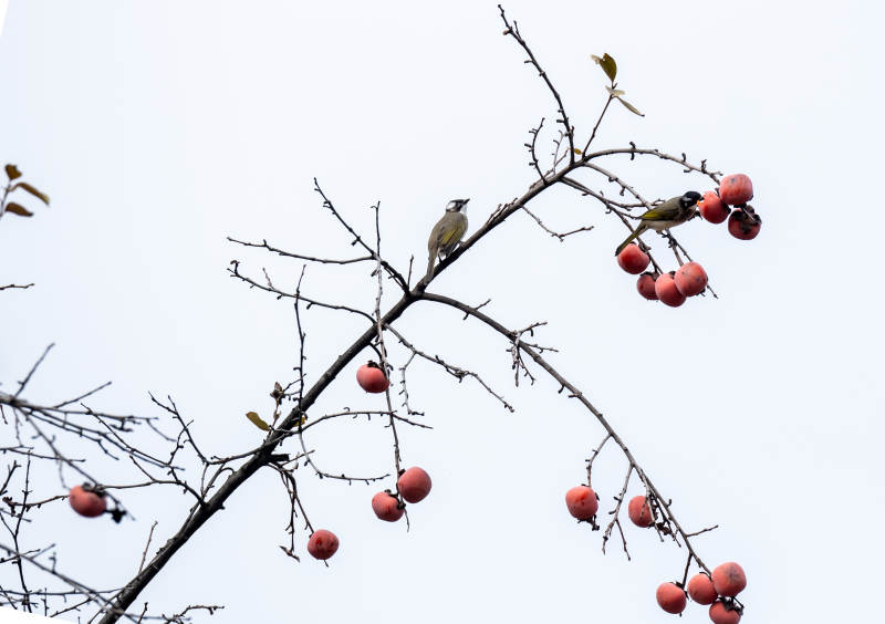 鸟栖枝头果红
