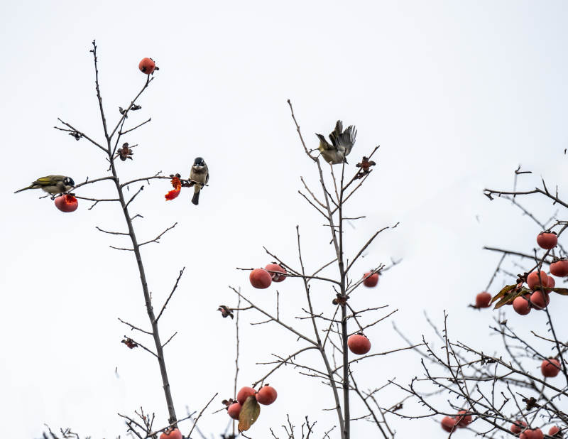 鸟栖枝头啄红果