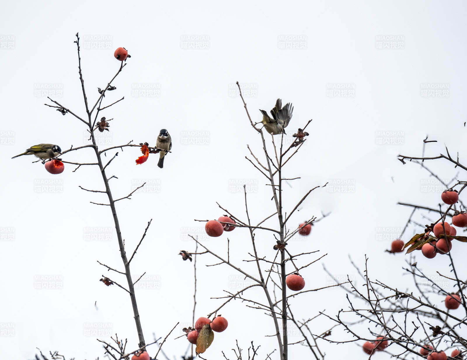 鸟栖枝头啄红果