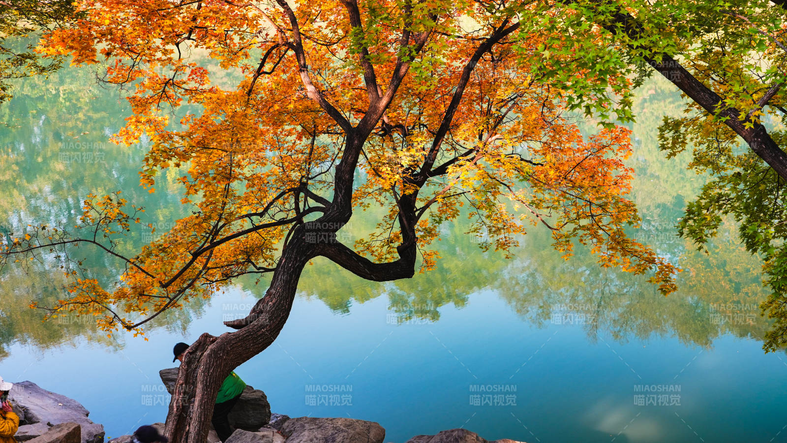 秋树映湖水