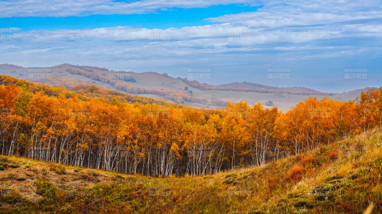 烏蘭布統秋林山野風光