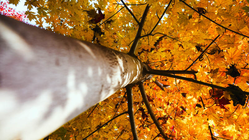 秋叶纷飞树影间