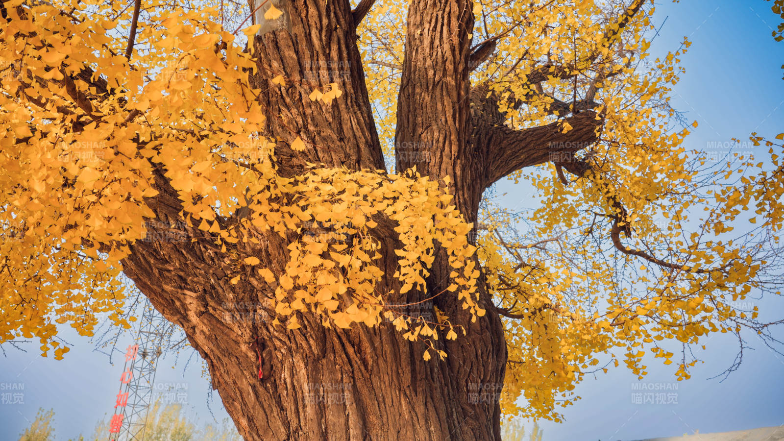 秋樹金葉映藍天