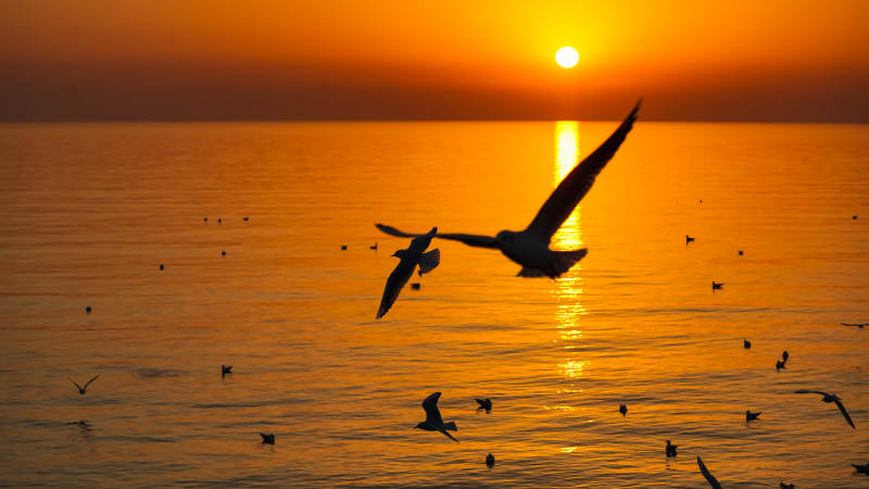 夕阳海鸟飞翔