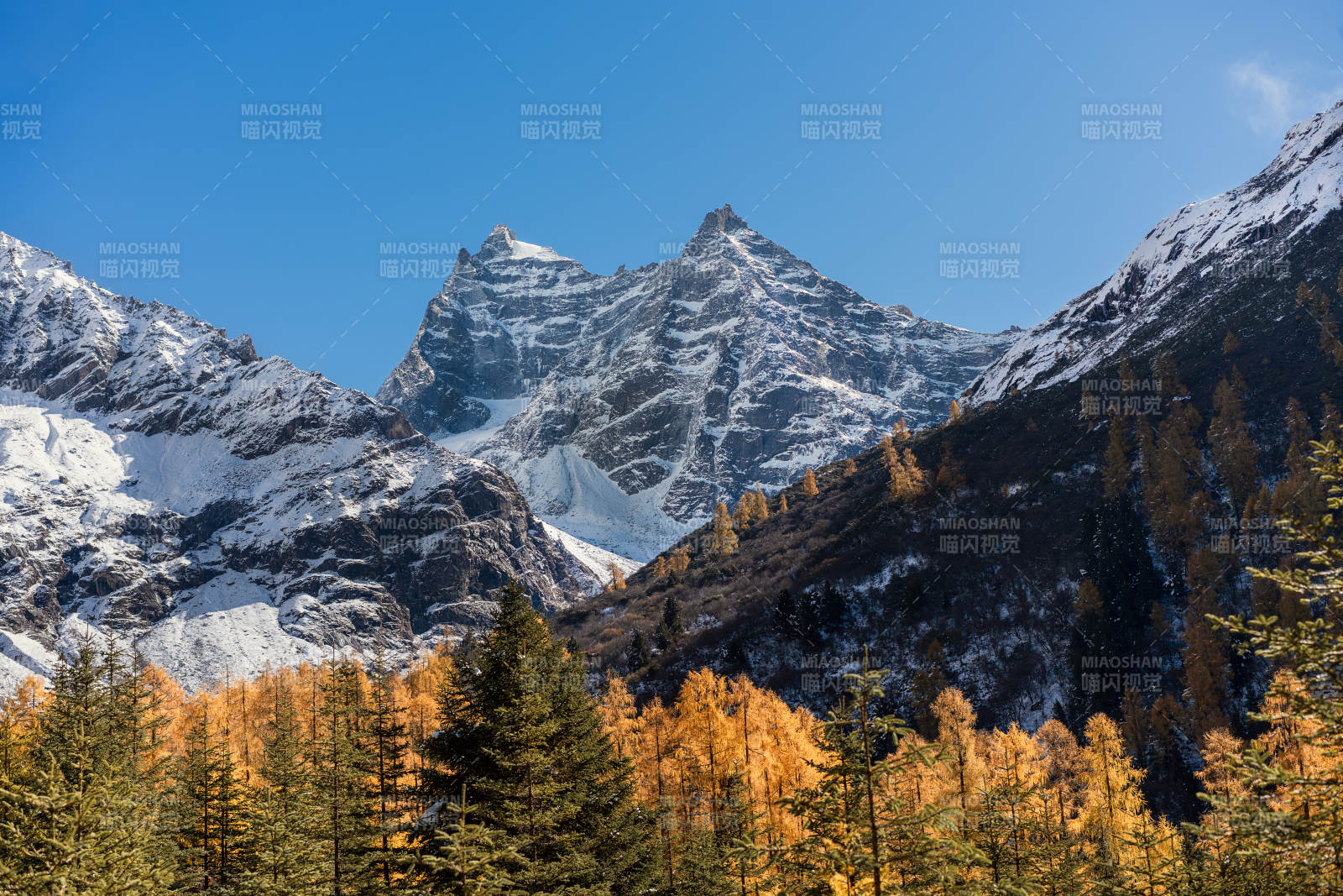 四川双桥沟雪山秋林美景