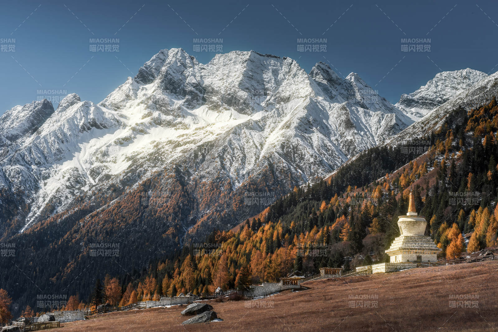 四川雙橋溝雪山秋林佛塔