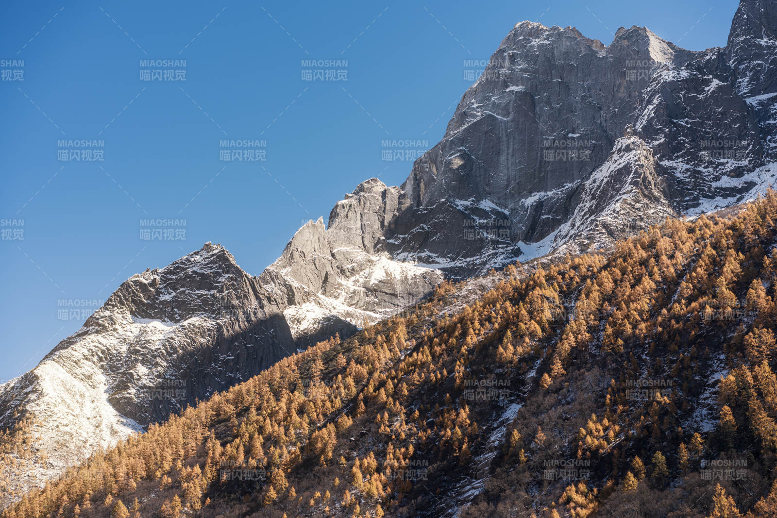 四川阿壩雙橋溝雪山秋林