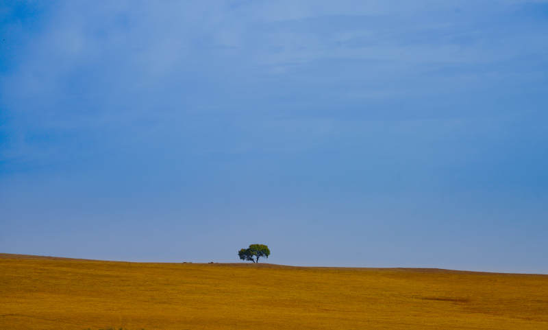 内蒙孤树旷野蓝天