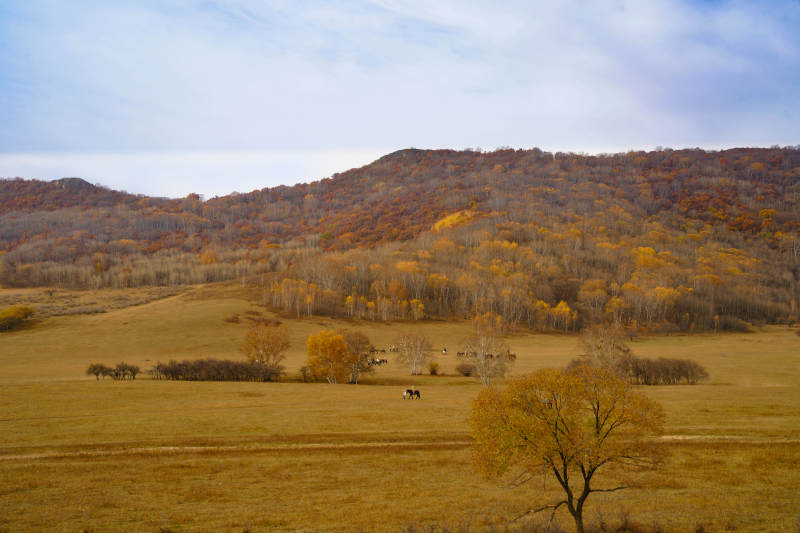 乌兰布统秋野牧马图