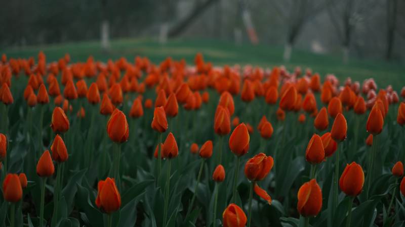 橙色郁金香花海