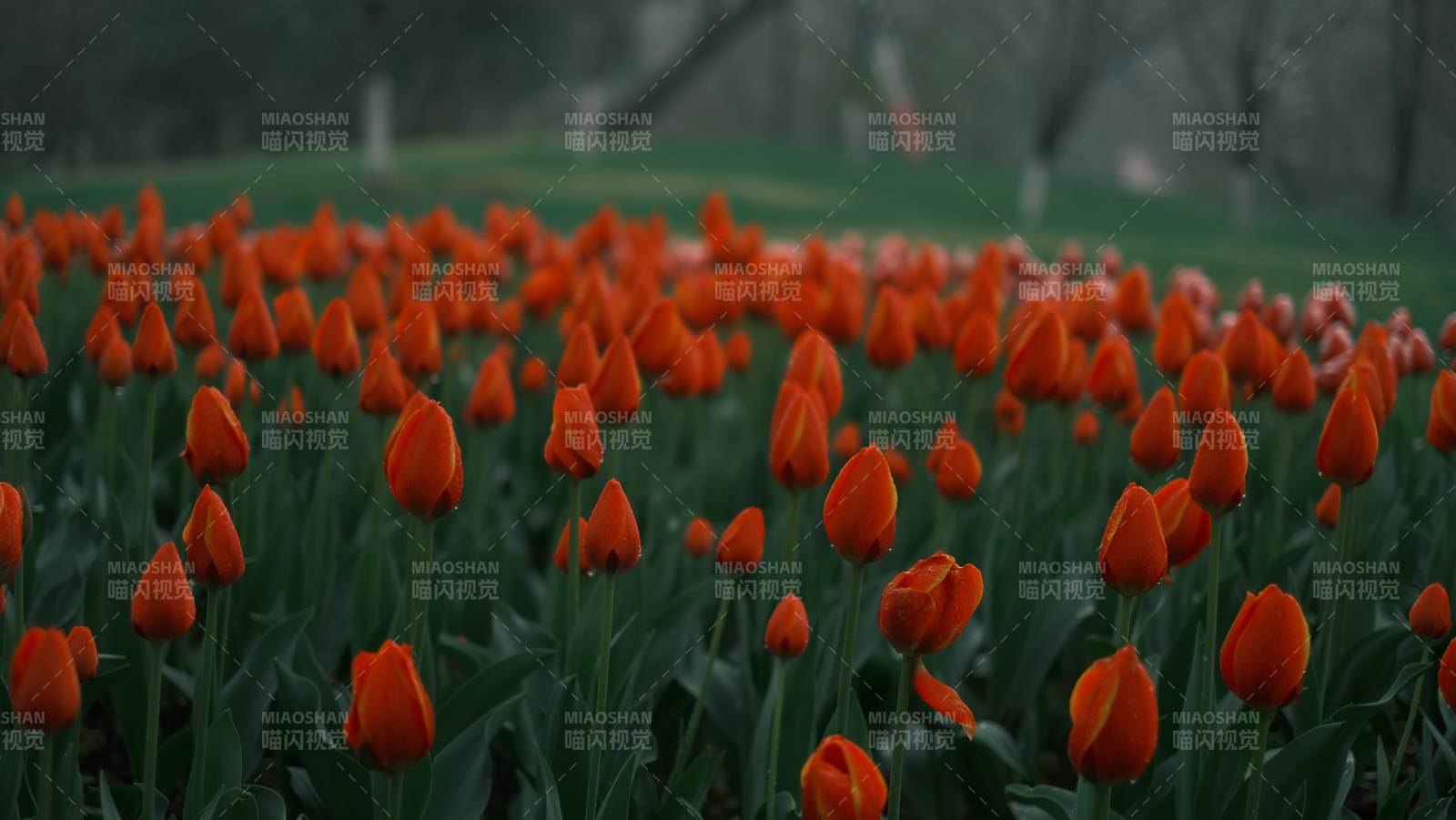 橙色郁金香花海