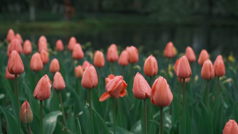 橙色郁金香花海