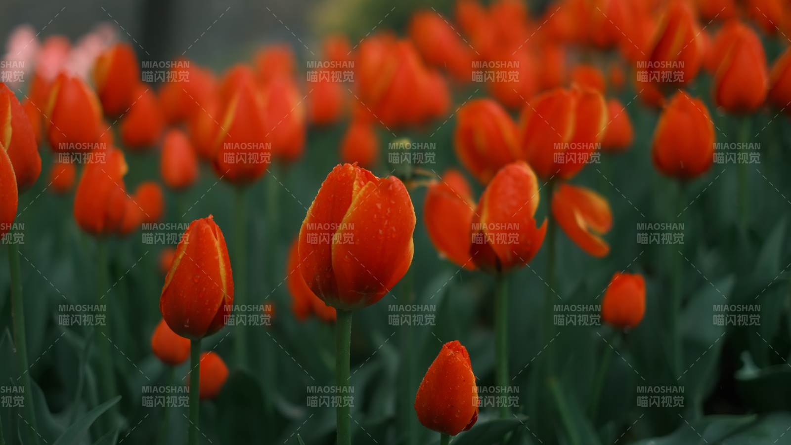 橙色郁金香綻放